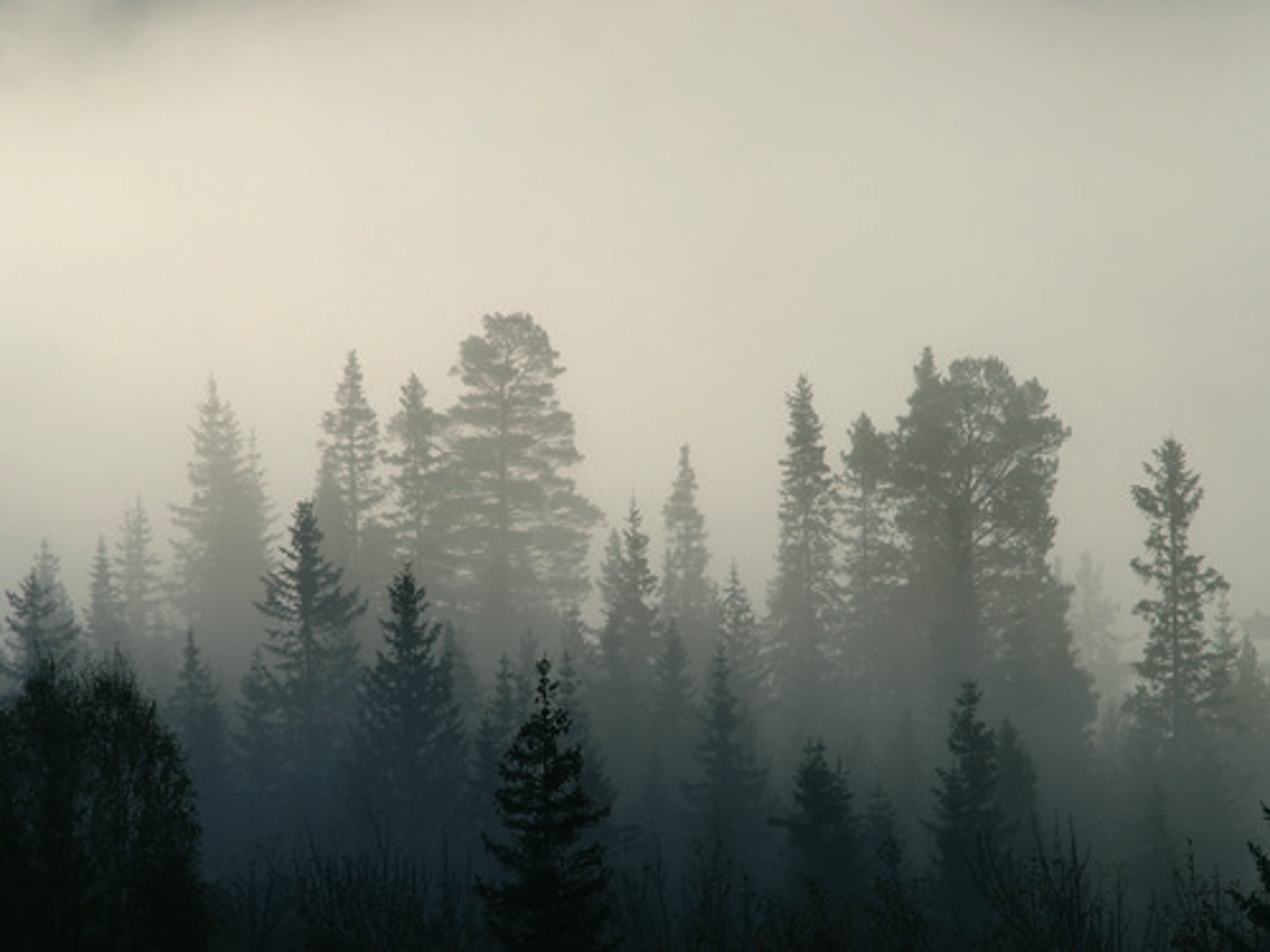 <p>der dunkle Wald</p>