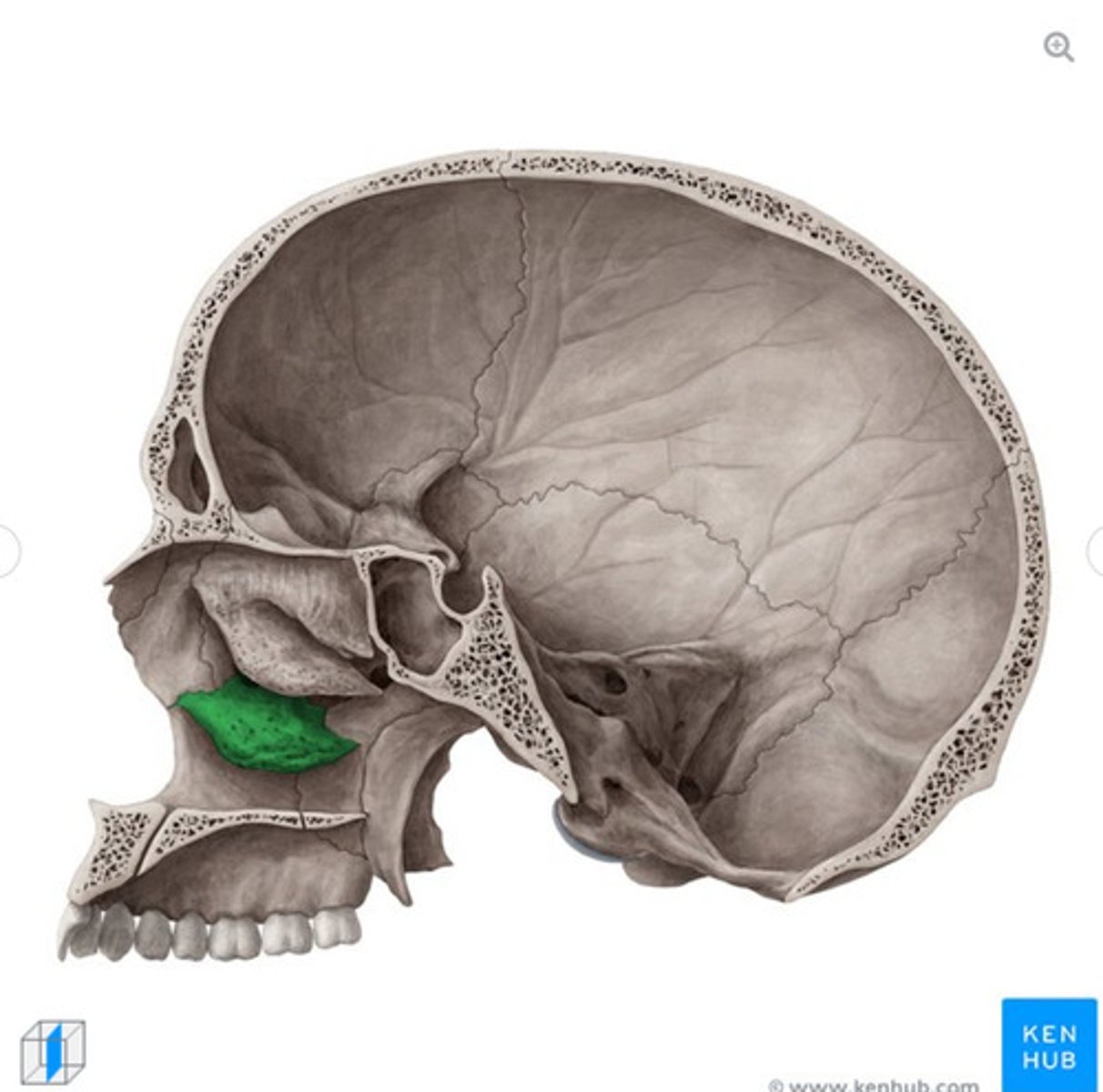 <p>What bone is this?</p>