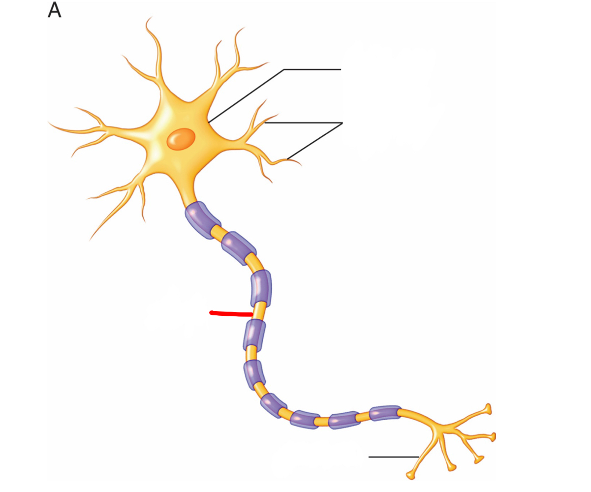 axon - transmits an electrical signal to the terminal