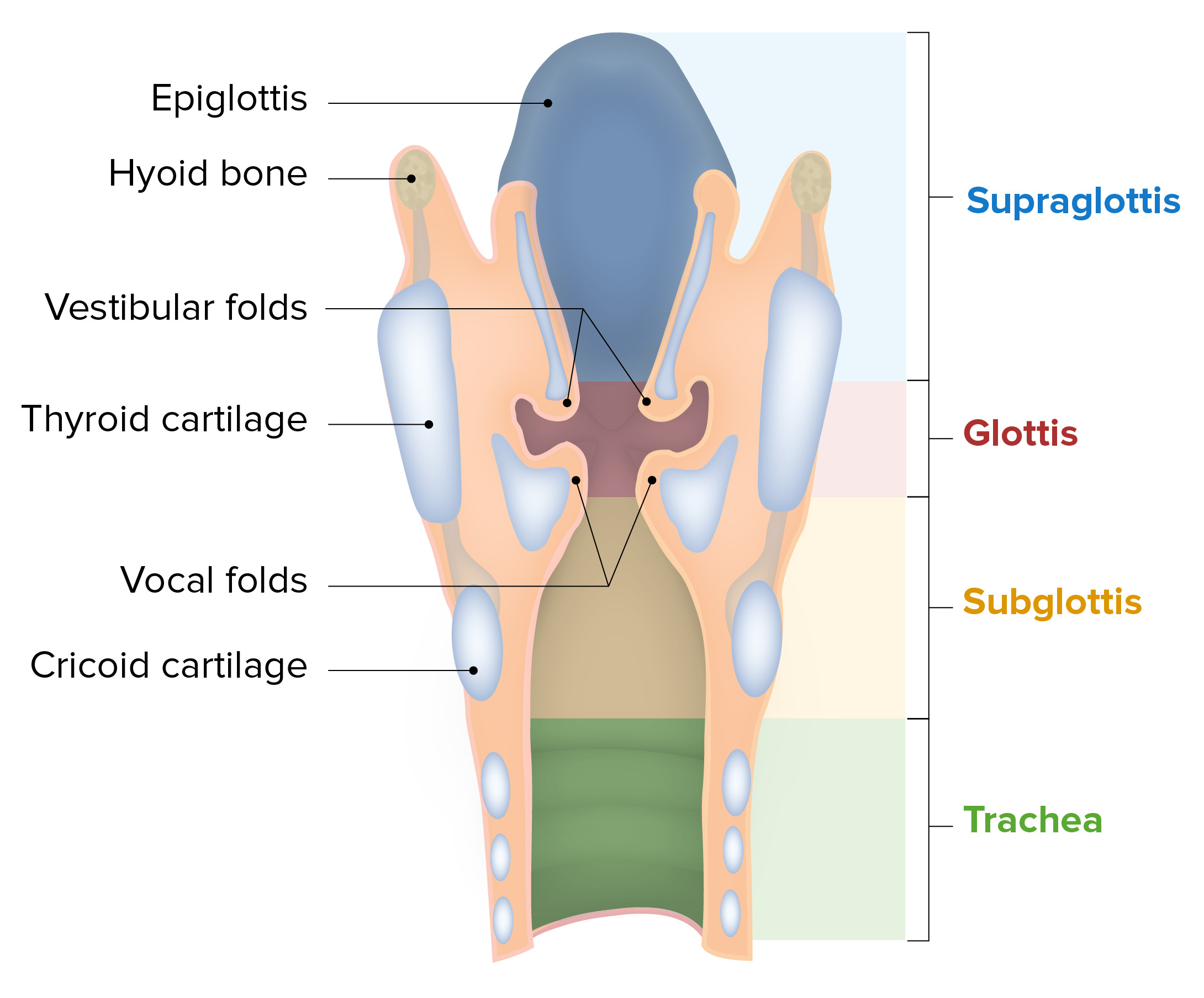 <p>Part of the Larynx that produces sound though vibration. Generally small &amp; tight in females; thick &amp; loose in males</p>