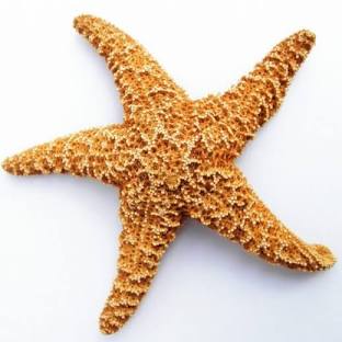 <p>-sea stars and sea daisies</p><p>-5 or more arms</p><p>-numerous small ossicles and spines </p><p>-numerous <strong>pedicellariae</strong>- lobster claw-like for protection against settling larvae</p><p>-mouth ventral, anus dorsal</p><p>-paired podia in ambulacral groove→ primarily for locomotion but may also assist in feeding with eversible forward part of stomach</p><p>-<strong>autotomy</strong> and regeneration of arms (replicate into 2 organisms if split in half)</p><p>-bipinnaria larva becomes brachiolaria with ciliated arms </p>
