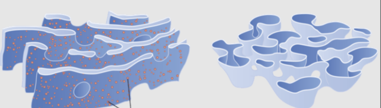 <p>network of membranes that work to transport proteins and lipids internally </p>