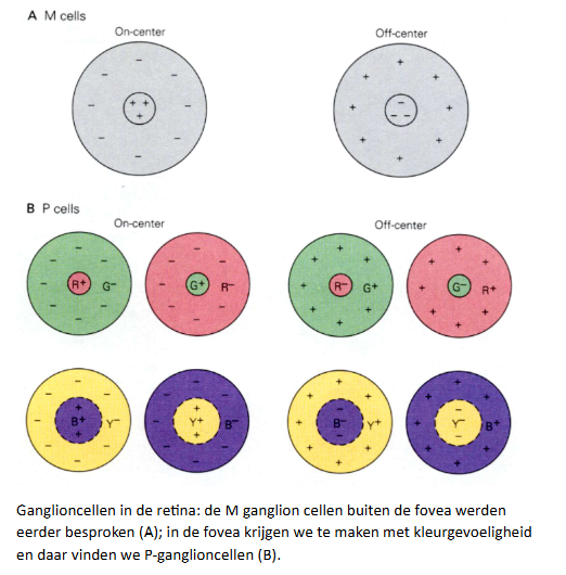 <ul><li><p>veel ganglioncellen in netvlies &amp; LGN van thalamus → maximaal gestimuleerd door lichtvlekken</p><ul><li><p>ganglioncellen: receptieve velden met karakteristieke center-surround organisatie</p></li></ul></li><li><p>M-ganglioncellen:</p><ul><li><p>ON center:</p><ul><li><p>geëxciteerd wanneer licht aangaat in centrale deel van receptieve velden</p></li><li><p>geïnhibeerd wanneer licht aangaat in surround</p></li></ul></li><li><p>OFF center:</p><ul><li><p>omgekeerde van ON center</p></li></ul></li></ul></li></ul><p>→ vergelijkbare antagonistische relatie kenmerkt kleur</p><ul><li><p>sommige van ON center retinale ganglioncellen &amp; LGN cellen:</p><ul><li><p>geëxciteerd door L-kegelaanzet in centrum</p></li><li><p>geïnhibeerd door M-kegelaanzet in surround</p></li></ul><p>→ = 1 type kegel-opponente cel</p><ul><li><p>maar ook:</p><ul><li><p>M-L cellen</p></li><li><p>(M+L)-S cellen</p></li><li><p>S-(M+L) cellen</p></li></ul></li></ul><p>→ en geheel te herhalen voor OFF center retinale ganglioncellen</p></li><li><p>cellen die worden geëxciteerd door onset van licht:</p><ul><li><p>(L+M)-cellen (~brightness)</p></li></ul></li></ul><p>→ feitelijke fysiologie = behoorlijk ingewikkeld</p><ul><li><p>S-kegelsignalen gaan bv. door koniocellulaire lagen in LGN, terwijl M- &amp; L-kegel-antagonistische signalen in parvocellulaire lagen worden aangetroffen</p></li></ul><p>(we bespreken slechts 1 soort receptief veld ON P-ganglion cel met roodgevoelig center &amp; groengevoelig surround)</p><p></p>