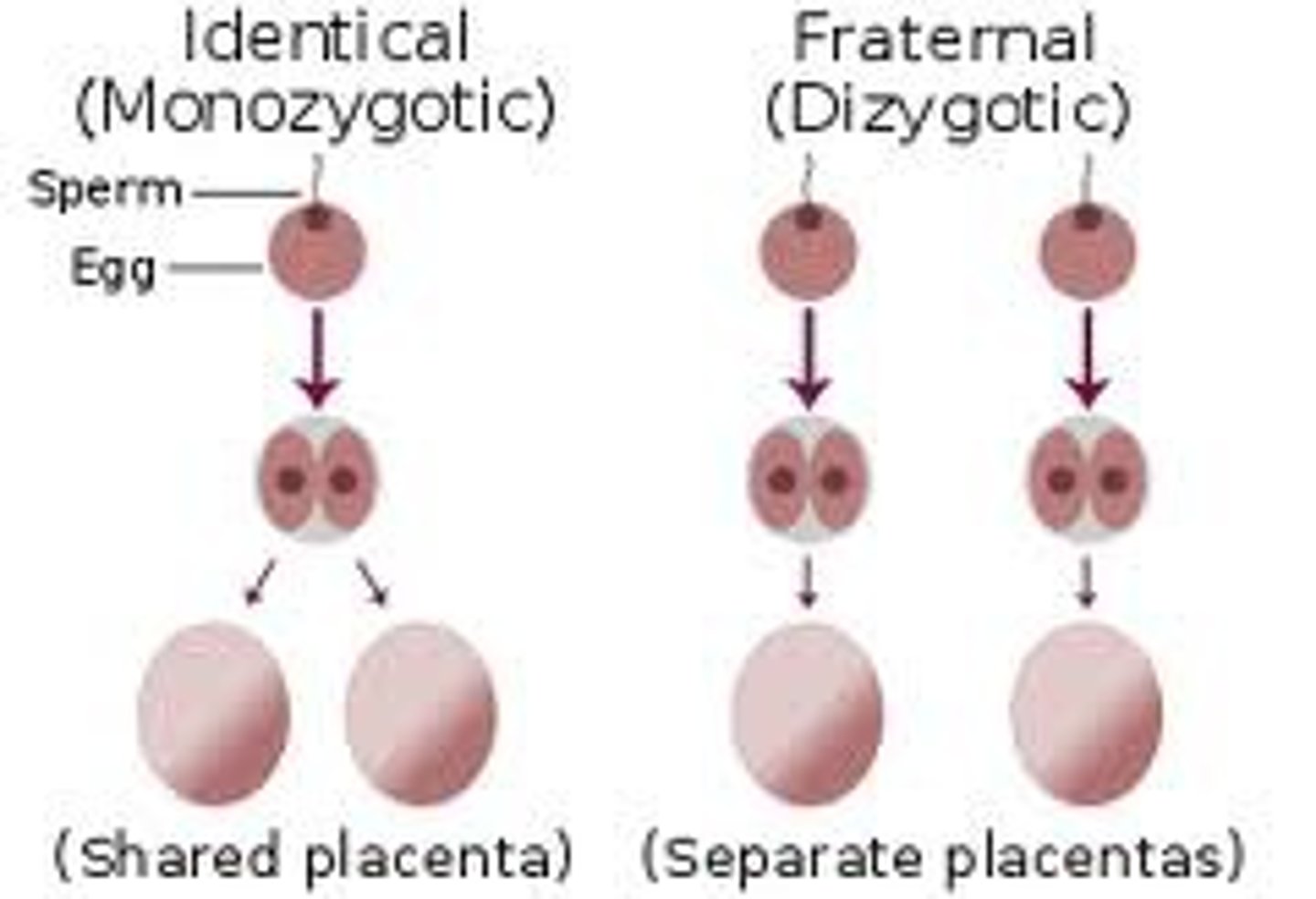<p>twins who come from two different eggs fertilized by two different sperm</p>