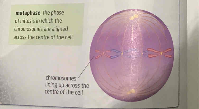 <p>Longest phase in mitosis, centrosomes reach end of cell, chromosomes move to line up in centre of cell. spindle fibres stretched to centromeres. each centromere becomes attached to two spindle fibres-one from each end of cell </p>