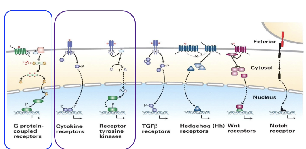 <ul><li><p><strong>Cytokine receptors:</strong> involved in <strong>JAK/STAT pathway</strong>, regulate red blood cell production</p></li><li><p><strong>Receptor Tyrosine Kinases (RTKs):</strong> linked to <strong>phosphorylation cascade</strong> via small G-protein <strong>Ras</strong>, regulate gene expression</p></li><li><p><strong>G-Protein Coupled Receptors (GPCRs):</strong> activate effector proteins to produce second messenger <strong>cAMP</strong>, regulate cell metabolism</p></li></ul><p></p>