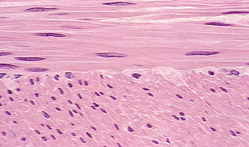 <p>Name the tissue</p>