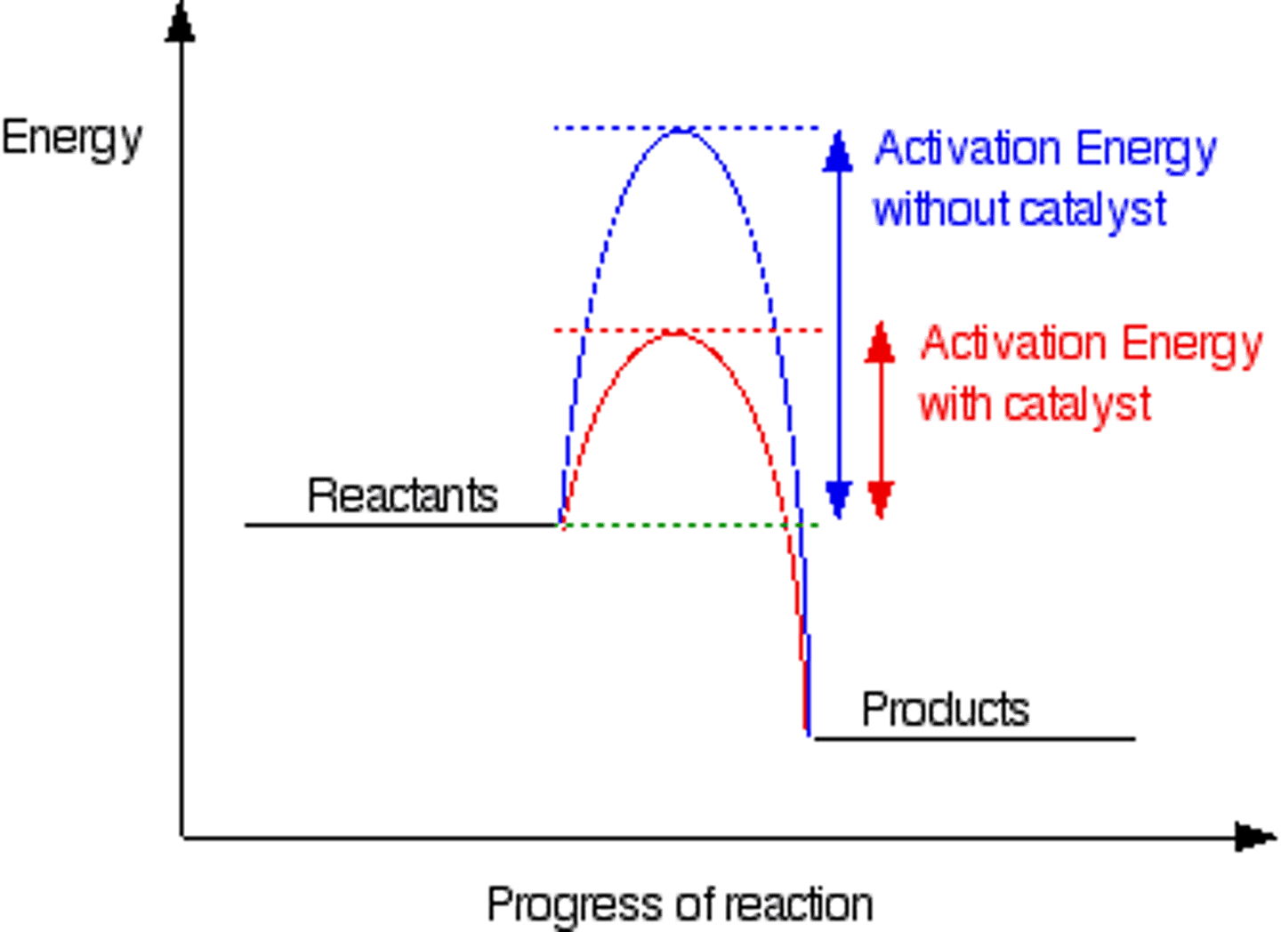 <p>-lowers activation energy</p><p>-Is not used up in reaction</p>