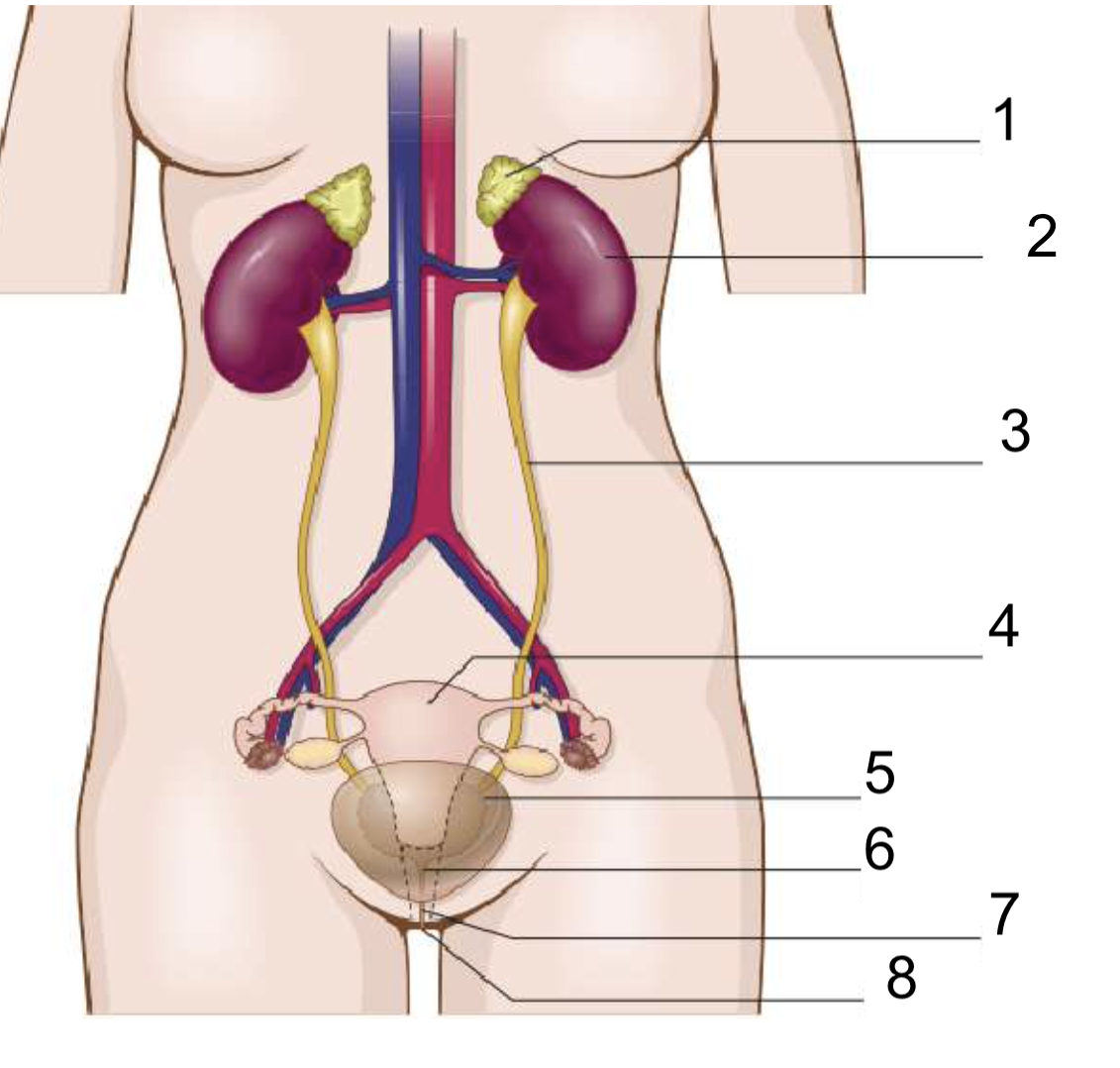 <p>What is number 4</p>