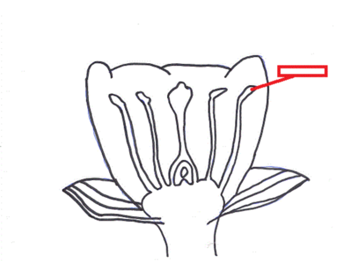 <p><span>Male part of the flower where sperm (pollen) are produced by meiosis</span></p>