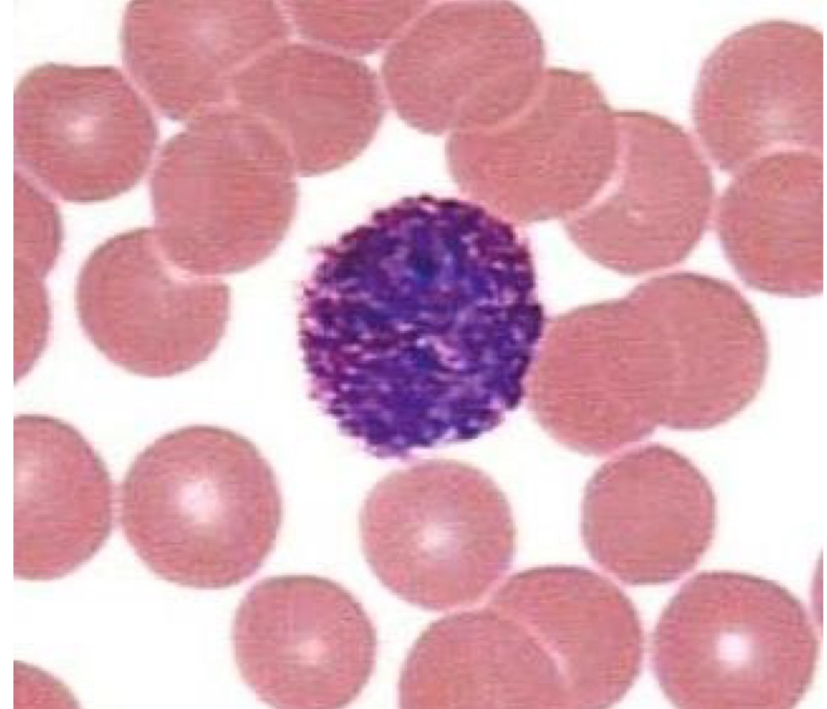 <p>Basophil</p>