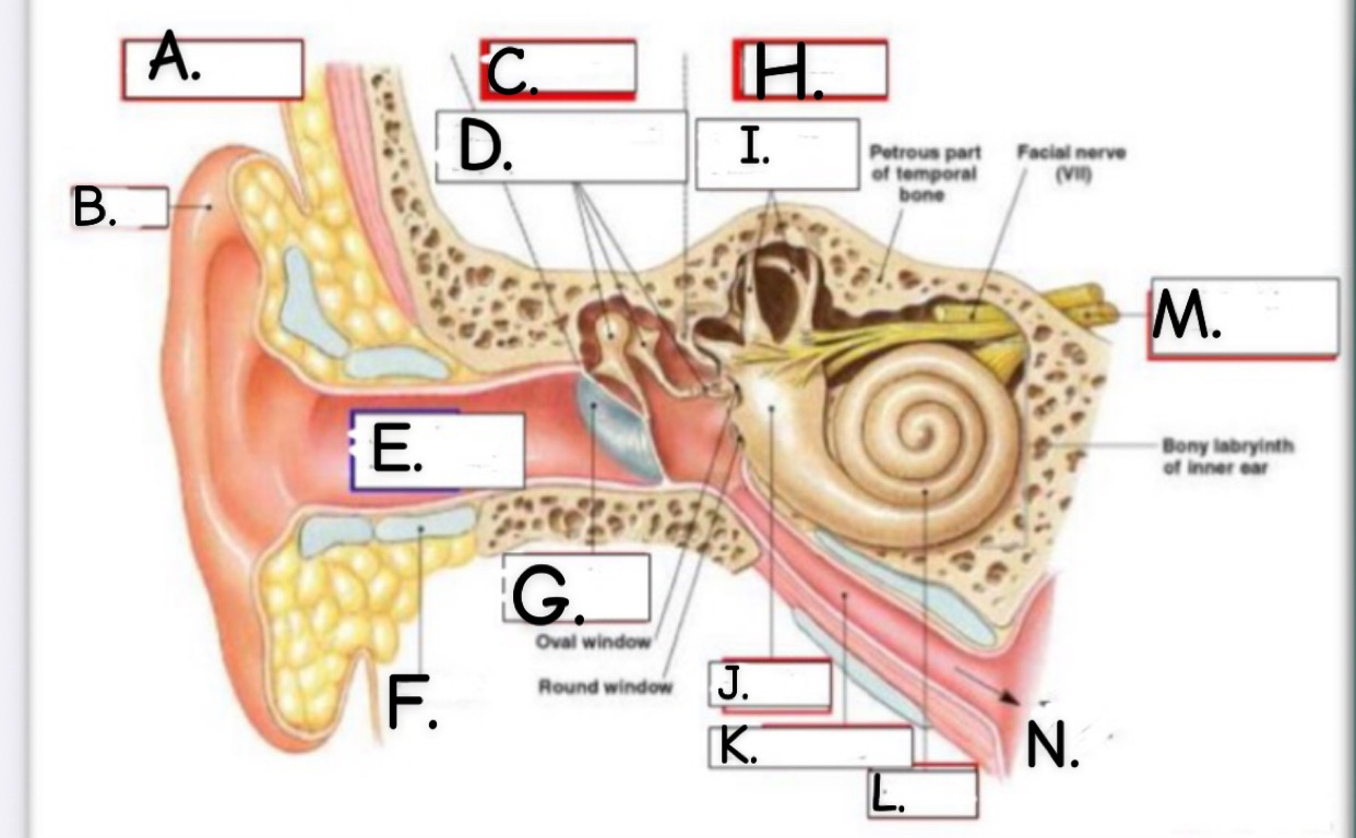 <p>C.</p>