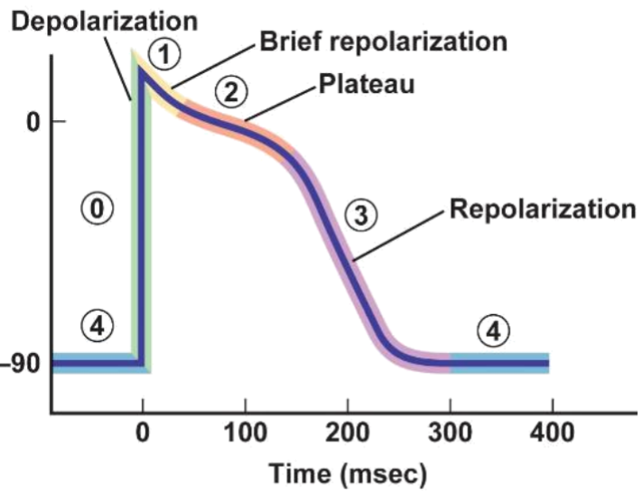 <p>what is happening in phase 2</p>