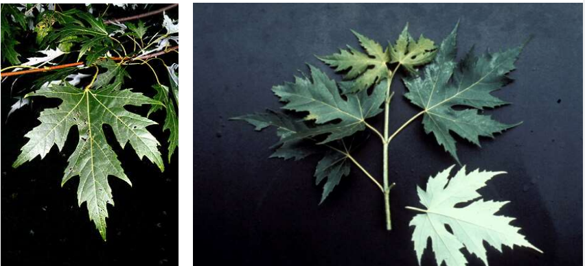 <p>Opposite, simple leaf with 5 deeply palmate sinuses that are coarsely serrate and have a white below.</p>