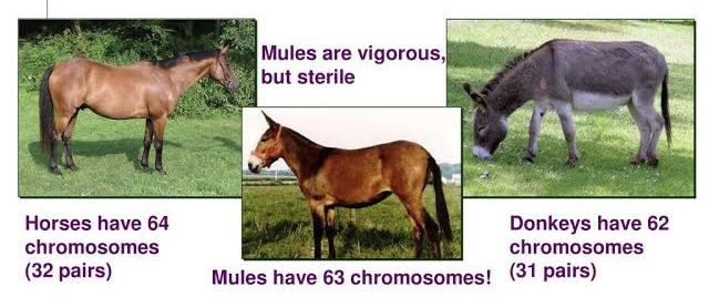 <p>When a hybrid can develop into a healthy adult, but it is sterile —&gt; example: mules</p>