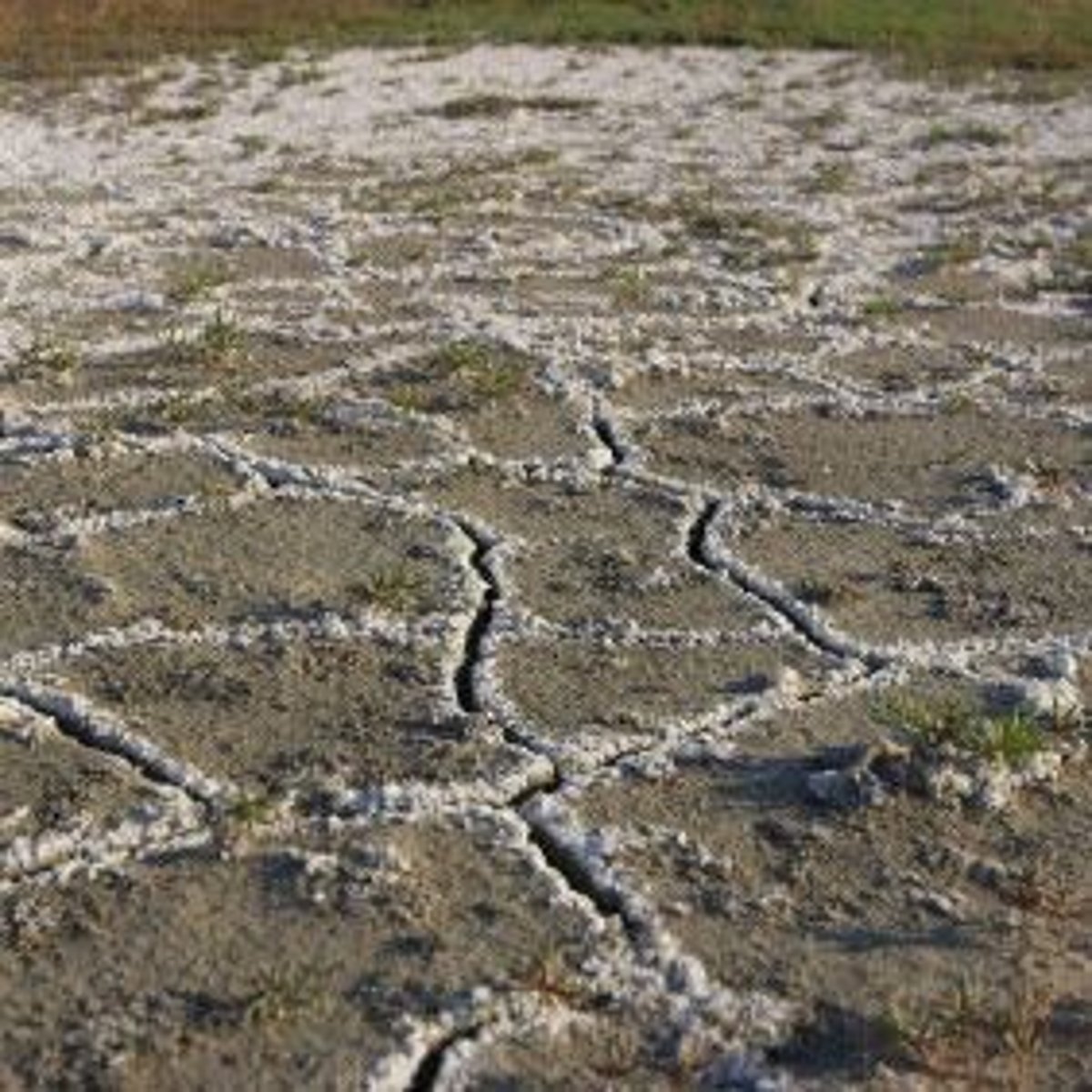<p>= refers to the build-up of salts in the soil<br><br>- Eventually leads to toxic levels for plants (3000-6000 ppm of salt)<br><br>- It can occur naturally but mostly occurs in hot, semi-arid areas that require irrigation<br><br>- Irrigation water contains salt and there is not enough rainwater to flush out the salt<br><br>- Salt remains in soil, and this decreases the osmotic potential of the soils so plants cannot get water from soil<br>... reports say that 10-20% of soil worldwide is affected<br><br>e.g., China's Northern Plain, Indus Plain of Pakistan</p>