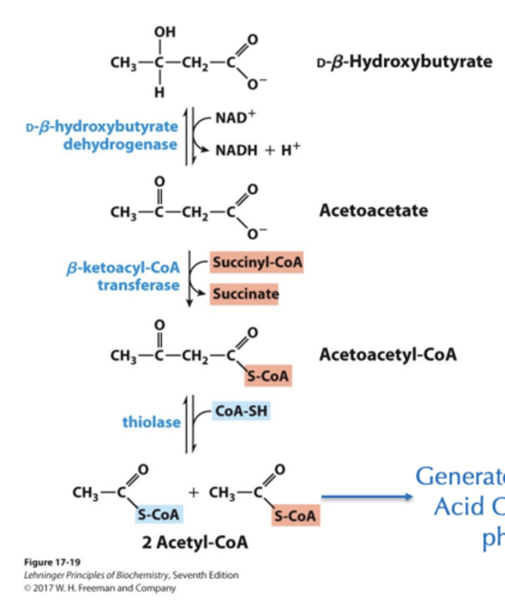<p>Generate energy using Citric Acid Cycle and oxidative phosphorylation</p>