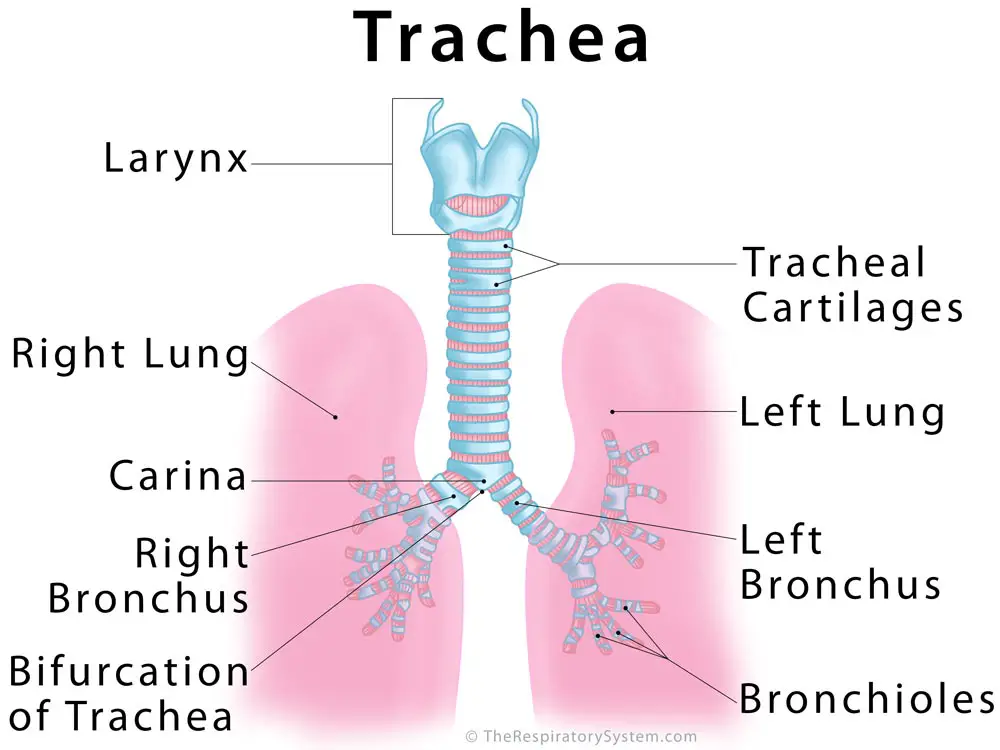 <p>tracheo (root)</p>