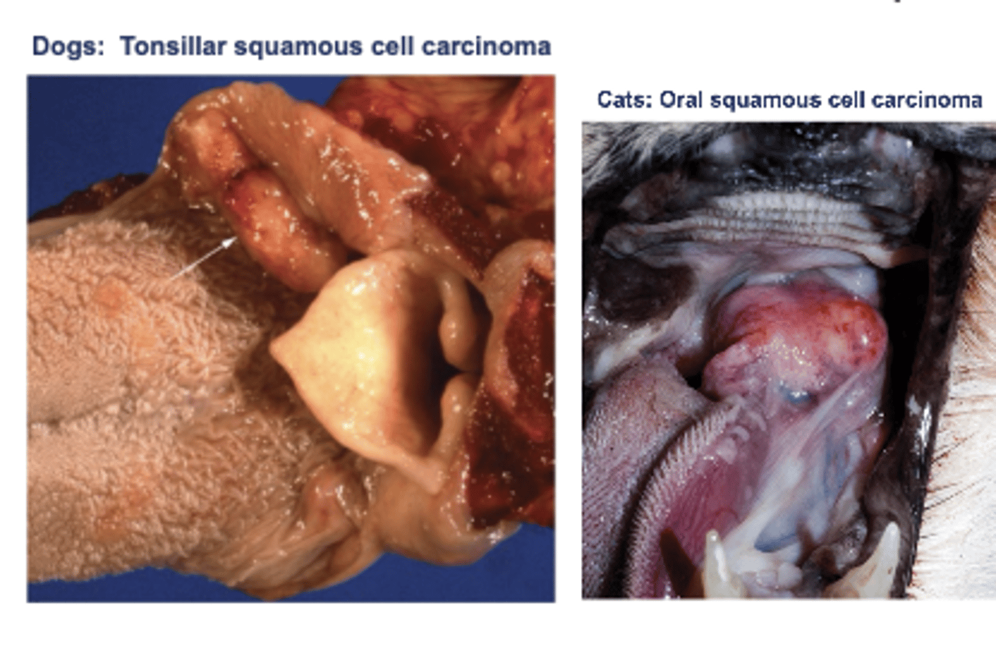<p>- Cats: ventral surface of the tongue</p><p>- Dogs: Tonsils</p><p>- Also common in hedgehogs</p>