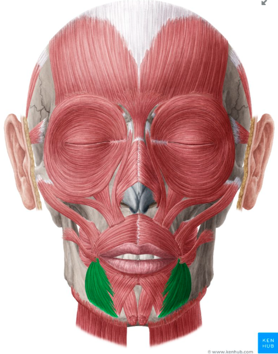 <p><span style="color: red"><strong>O: </strong></span>Along oblique line of mandible; lateral aspect of mental tubercle of mandible</p><p><span style="color: red"><strong>I: </strong></span>Modiolus (near angle of mouth)</p><p><span style="color: red"><strong>N: </strong></span>Facial nerve (CN VII)</p><p><span style="color: red"><strong>A: </strong></span>Depresses angle(s) of mouth (frown)</p>
