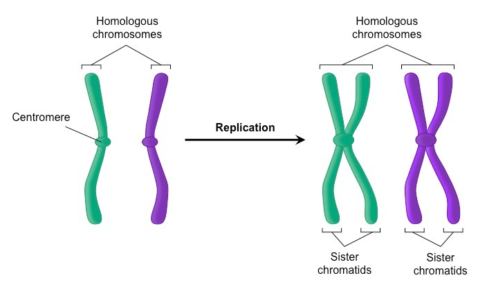 <p>A single chromosome is replicated into two sister chromatids held together by the centromere</p>