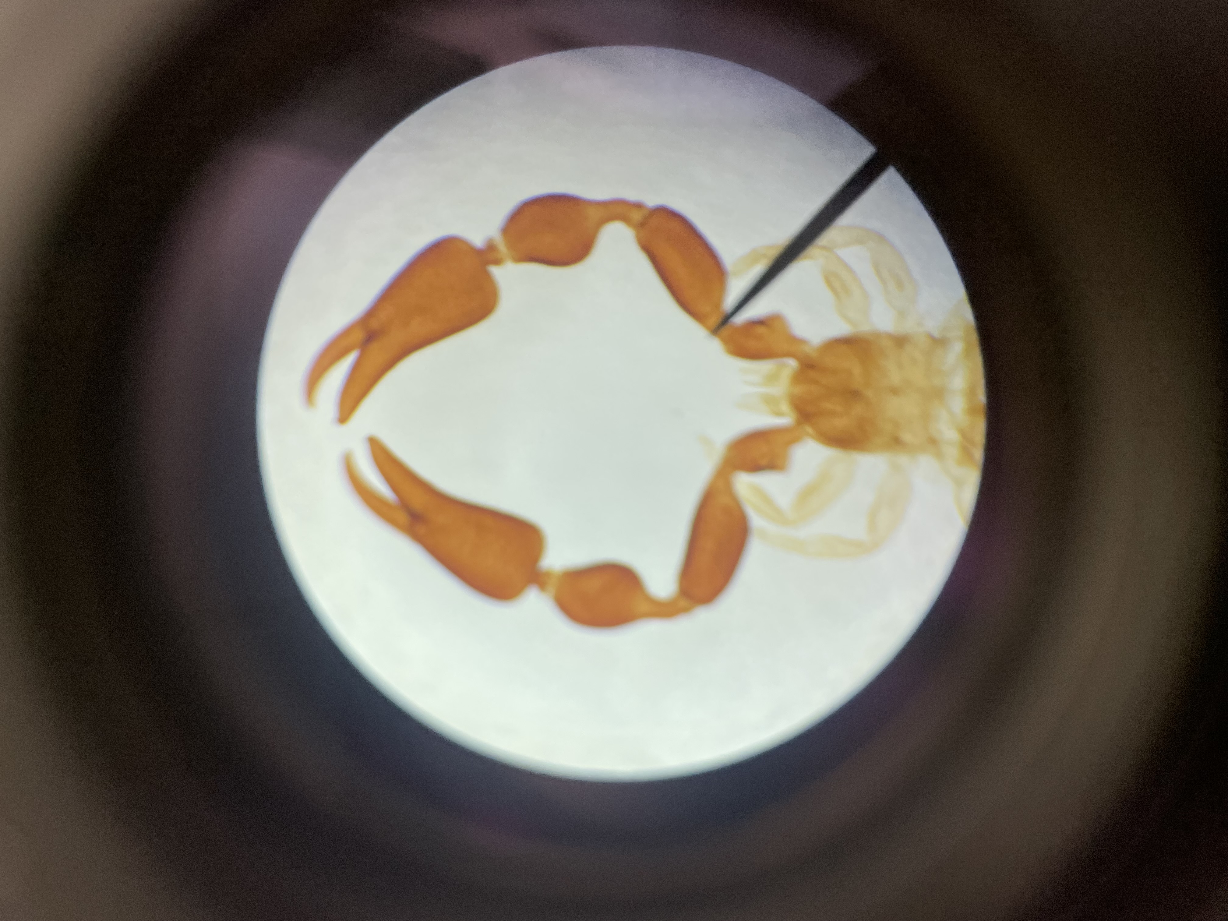 <p>Subphylum</p><p>Class</p><p>Order</p>