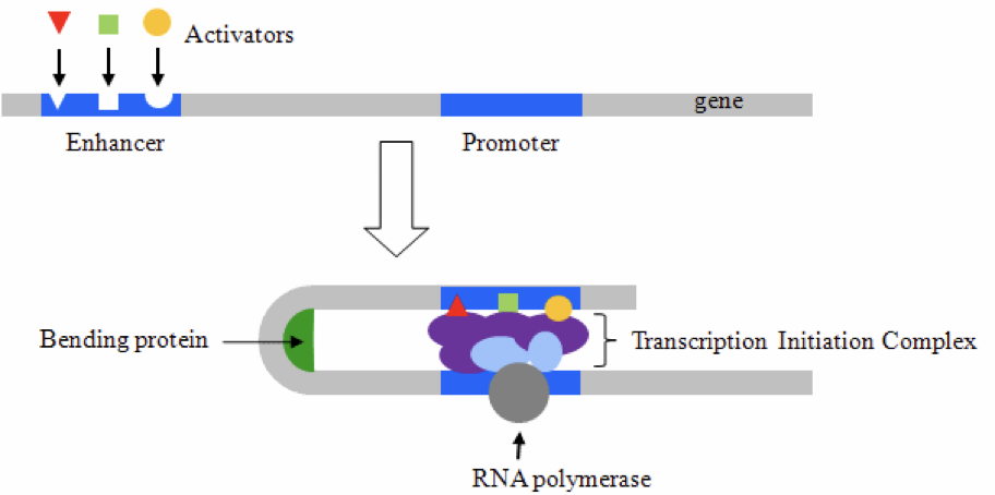 <p>What type(s) of molecule(s) are enhancers?</p>