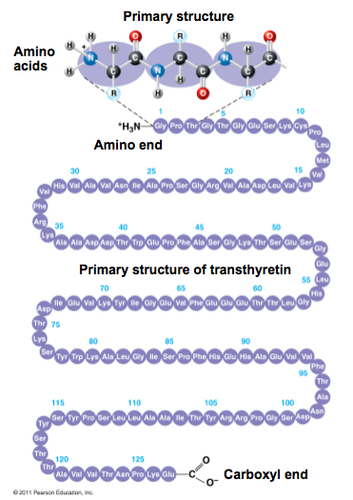 determines which amino acids are chosen and the sequence
