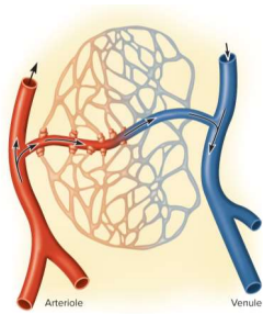 <p>Precapillary sphincters</p>