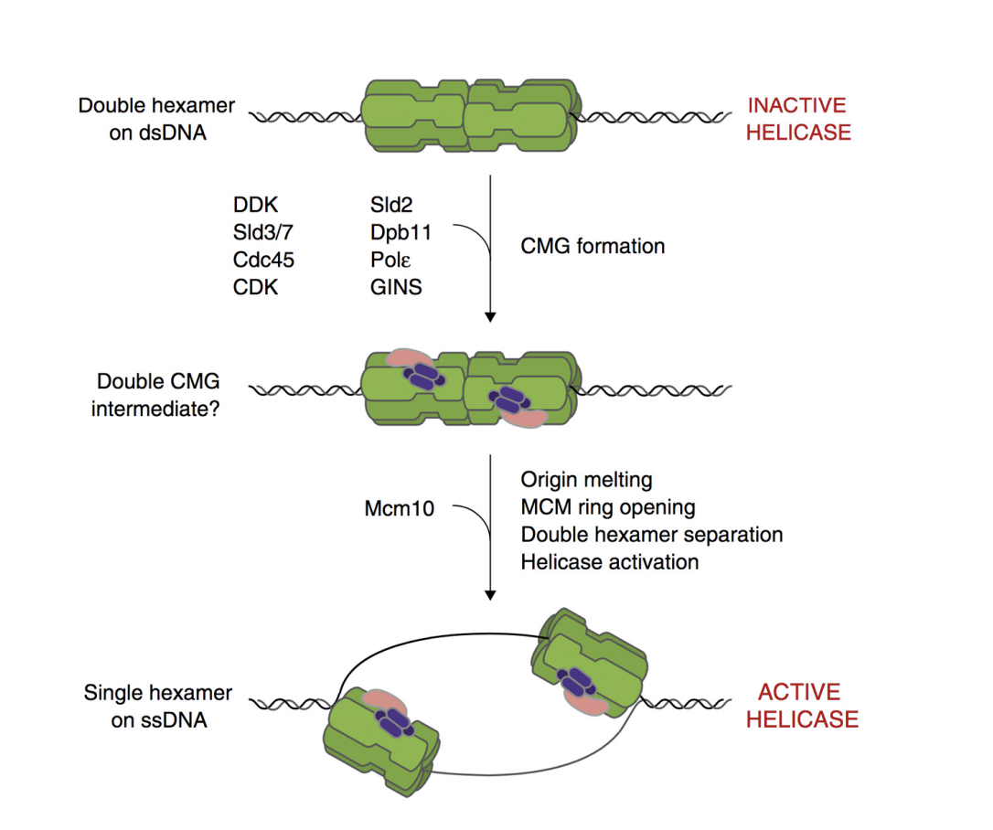 <ol><li><p>Loaded<strong> but inactive</strong>&nbsp;MCM double hexamer complex is<strong> converted into&nbsp;</strong>&nbsp;an<strong> active form</strong></p></li><li><p>With protein kinases CDK and DDK</p><ul><li><p>with association with several other proteins:</p></li><li><p>cdc45 and GINS DDK pol epsion (pol subunit)</p></li></ul></li><li><p>Complex: CMG complex&nbsp;</p><ul><li><p>(Cdc45, MCM, GINS)</p></li></ul></li><li><p>Mcm10 added</p></li><li><p>origin melting, </p></li><li><p>MCM ring opening,</p></li><li><p><span style="background-color: transparent; font-family: Arial, sans-serif, Inter, ui-sans-serif, system-ui, -apple-system, BlinkMacSystemFont, "Segoe UI", Roboto, "Helvetica Neue", "Noto Sans", "Apple Color Emoji", "Segoe UI Emoji", "Segoe UI Symbol", "Noto Color Emoji"; font-size: 1.6rem;">Double hexamer</span><strong> separation</strong></p></li><li><p><strong>Helicase activation</strong></p></li></ol><p></p>