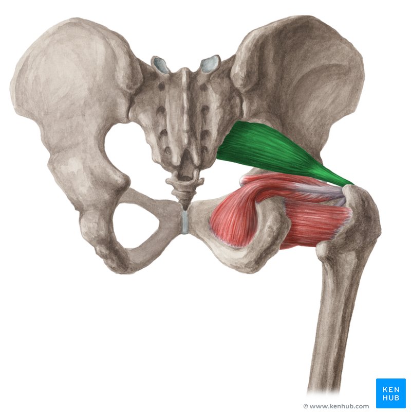 <p>O Piriforme </p>