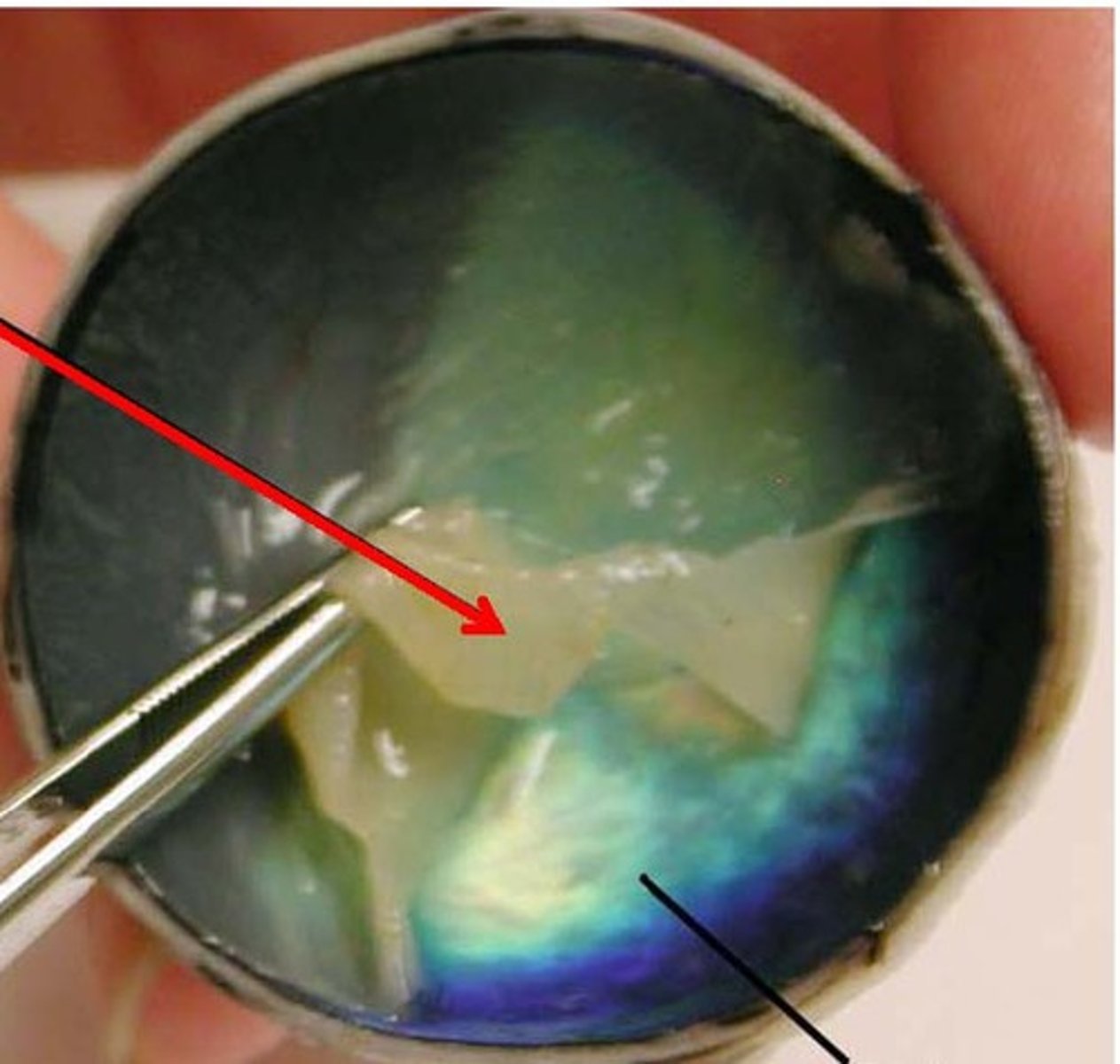 <p>receive light from lens</p>