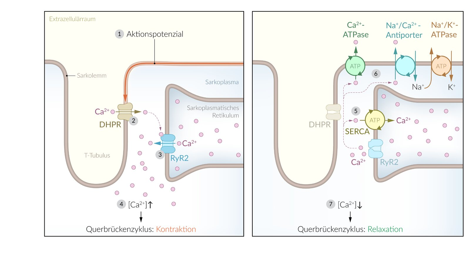 <p>C. Decreased function of the sarcoplasmic Ca²⁺-ATPase (SERCA)</p>