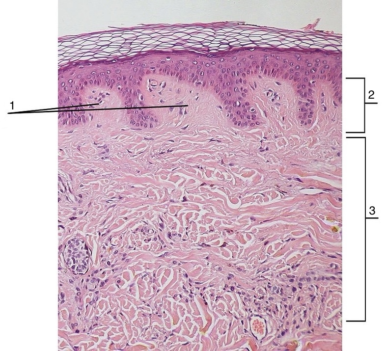 <p>Papillary Layer</p>