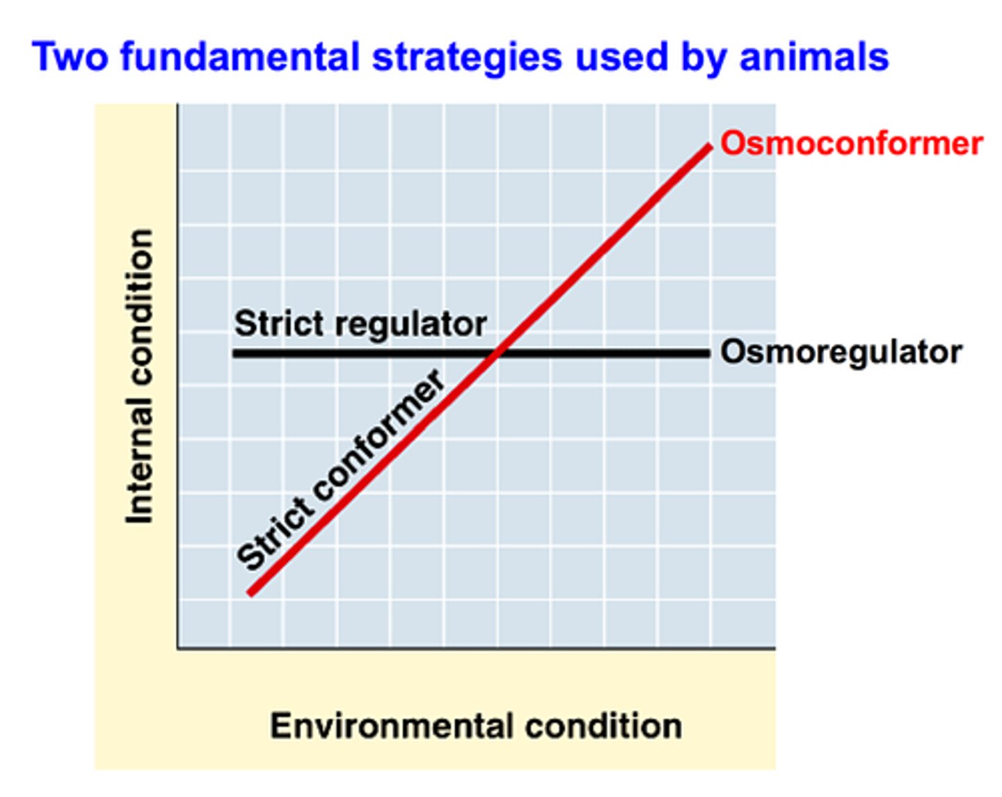 <p>animals that allow their internal solute concentration to fluctuate with their external surroundings (isotonic to their environment). They don't try to maintain constant internal solution concentrations. These tend to be marine organisms. A disadvantage of this is that cells inside the body may not have the ideal solute concentration for body processes</p><p>Examples: squids and sea squirts</p>