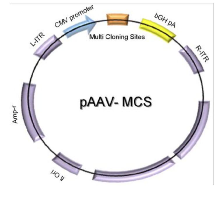 <p>AAV vector contains:</p><ul><li><p><strong>L-ITR and R-ITR </strong>— left and right inverted terminal repeats</p></li><li><p><strong>CMV </strong>— a strong promoter</p></li><li><p><strong>MCS </strong>— a sequence containing multiple restriction enzyme recognition sites</p></li><li><p><strong>bGH pA</strong> — polyA adenylation site</p></li><li><p><strong>AmpR </strong>— antibiotic resistance gene for selection in bacteria</p></li><li><p><strong>Ori </strong>— origin of replication in bacteria</p></li></ul><p></p>