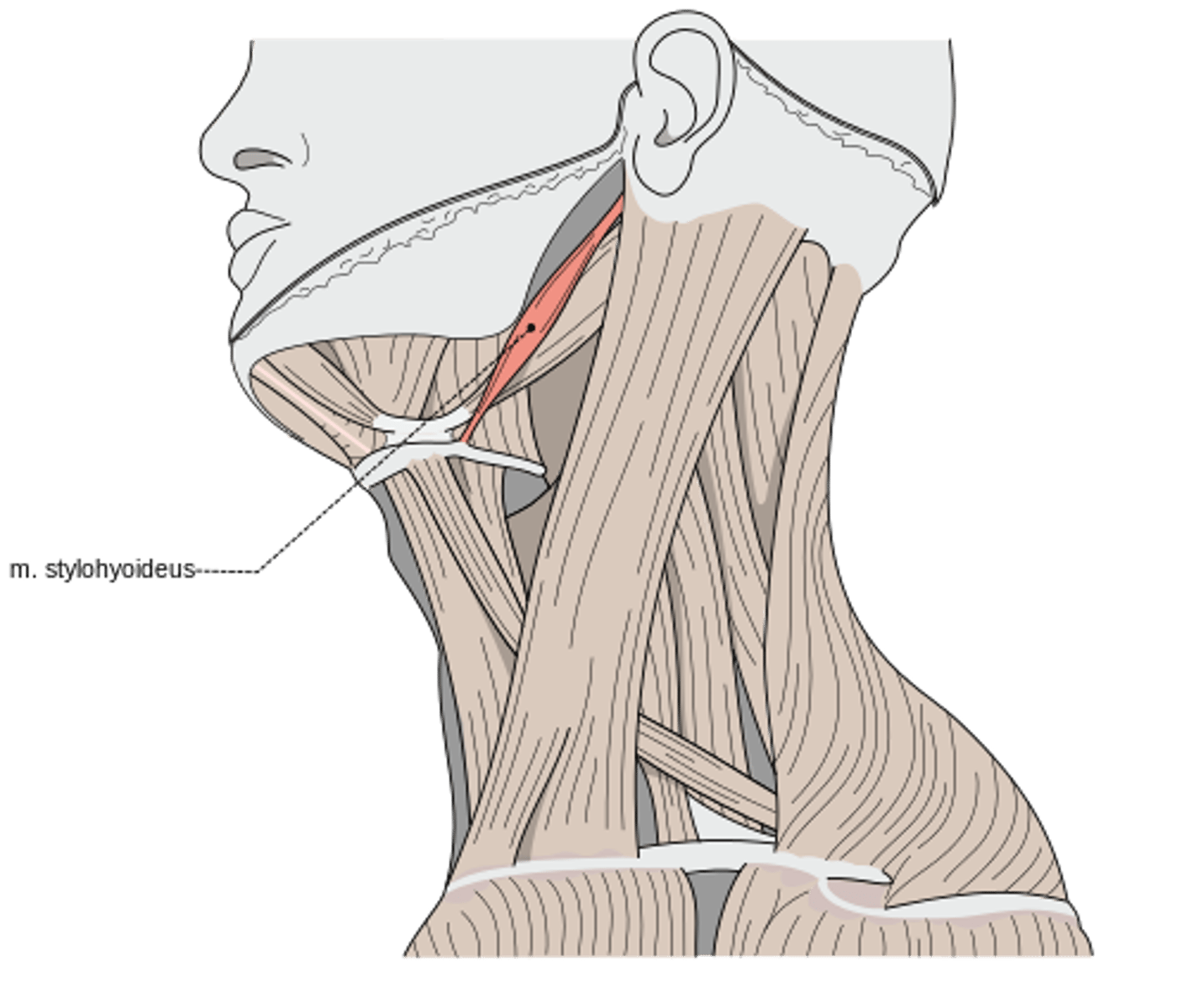 <p>elevates and retracts hyoid</p>