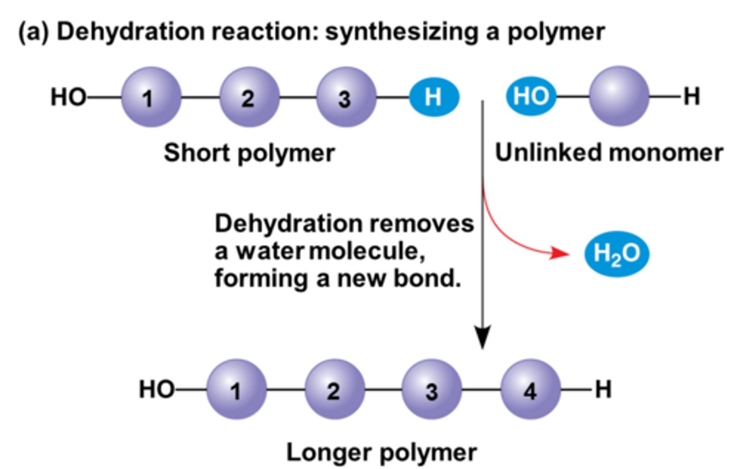 <p>the creation of larger molecules from smaller monomers when a water molecule is released</p><p>linked by covalent bonding</p><p>form new bonds/ require energy</p>