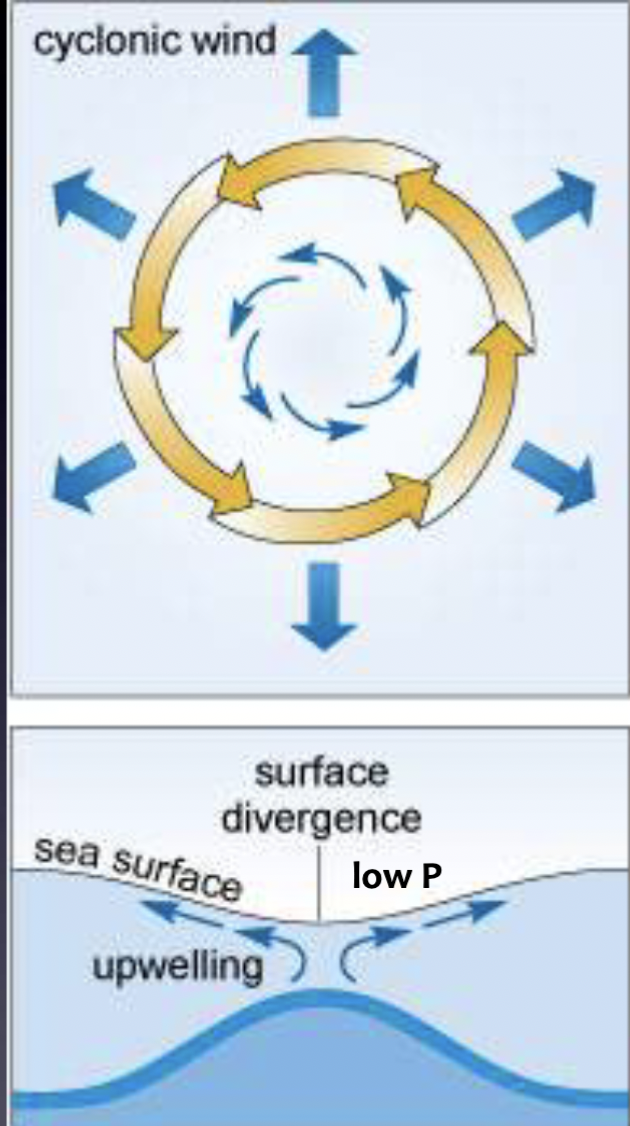<p>Upwelling </p>