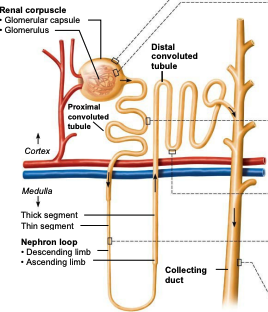 <p>Renal Tubule (Three Major part)</p>