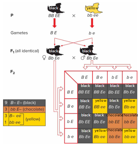 <p>F1 generation - progeny are identical to dominant homozygous, epistatic masking not in effect.<br>F2 generation -<br>phenotypic ratio: 9:3:4<br><br>Gene <em>A</em>:<br><em>B</em>_ = black<br><em>bb </em>= chocolate<br>Gene B:<br><em>E</em>_ = not yellow<br><em>ee </em>= yellow regardless of B gene. <br><br><em>ee </em>is epistatic to any allelic combination of hypostatic gene B.</p>