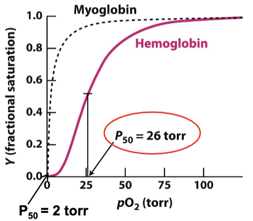 <p>Sigmoid</p>