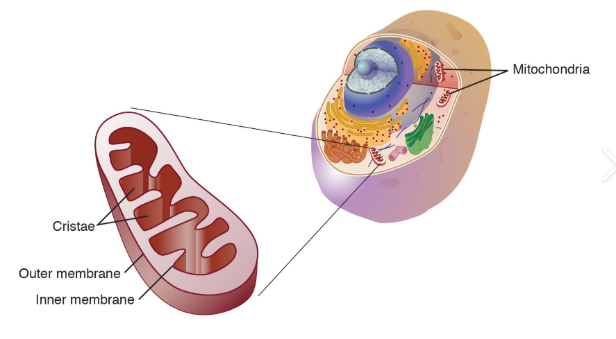 <p>mitochondria</p>