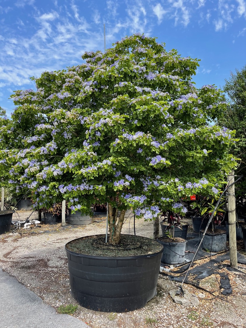 <p>Lignum Vitae</p>