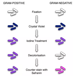 <p><mark data-color="red">Gram Staining</mark></p><p>Can you label, describe and explain what this diagram is/shows?</p>