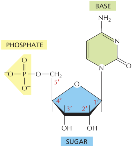 <p>nitrogen containing base, 5 carbon (pentose) sugar (scaffold for base), phosphate group (backbone, 1 2 or 3)</p>