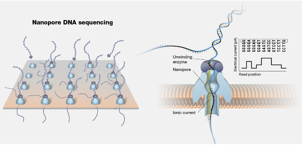 <p>A motor feeds DNA through a nanopore, and the DNA blocks the flow of the current through the pore and the changes in the current are decoded into the DNA sequence.</p>