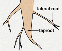 <p>lateral roots</p>