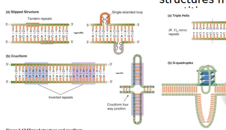 <p>most often occurs due to repetitive sequences</p><ol><li><p>slipped structure from tandem repeats (repeated in head-to-tail copies)</p></li><li><p>cruciform structure from inverted repeats (read the same forward on one strand and backward on complementary strand H-bonds to self)</p></li></ol><p>non-Watson Crick base pairing makes:</p><ol><li><p>triple helix from R, Y mirror repeats</p></li><li><p>G-quadruplex  </p></li></ol><p></p>
