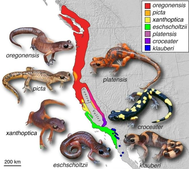 <p>A form of speciation that occurs when there are physical barriers (such as impassable mountains) to gene flow within a population</p><p>Example: <em>Ensatina</em> salamanders</p>